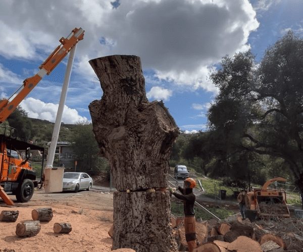 Heilig's crew pruning a tree