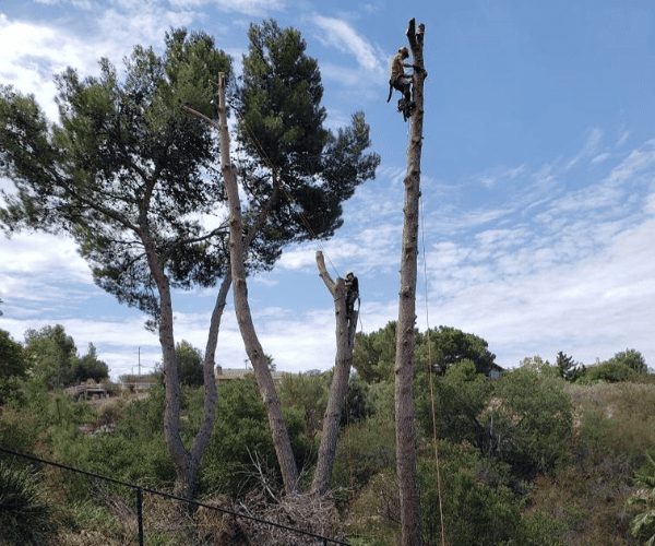 Heilig's Tree Service tree removal work