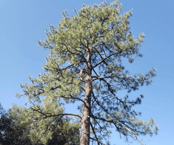 Heilig's crew trimming a tree