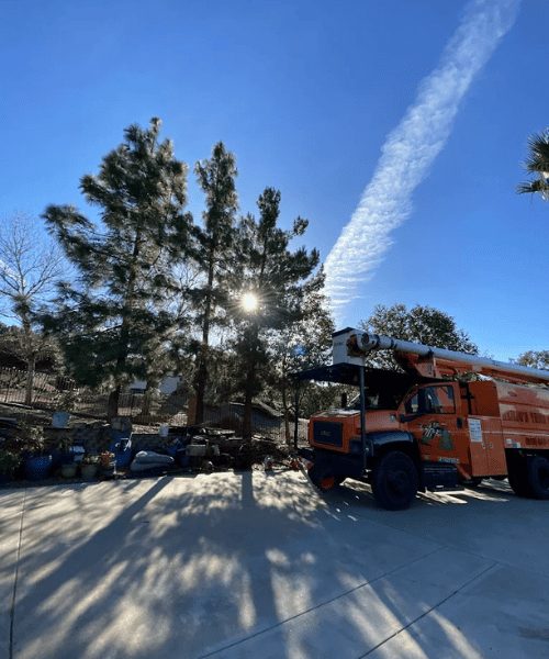 Heilig's Tree Service work on site